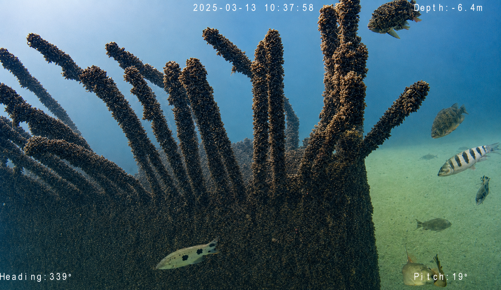 ROV em estrutura submersa